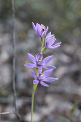 Thelymitra graminea