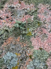 Marchandiomyces corallinus