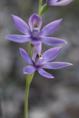 Thelymitra graminea
