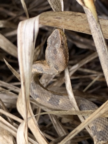 Marbled lancehead