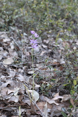 Thelymitra graminea