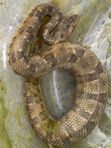Marbled lancehead