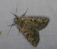 Anaplectoides pressus