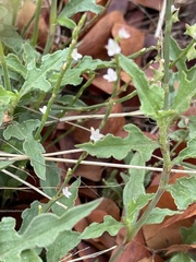 Oxygonum sinuatum