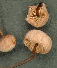 Marasmius gelatinosipes