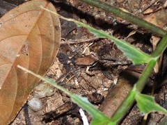 Sylvirana mortenseni