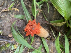 Lysurus corallocephalus