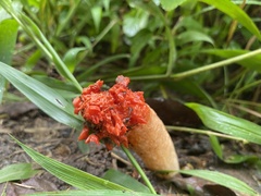 Lysurus corallocephalus