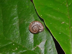 Hemiplecta distincta