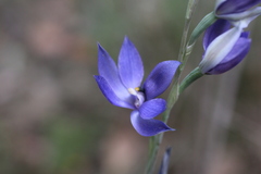 Thelymitra paludosa