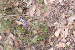 Thelymitra paludosa