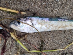 Clupea harengus membras