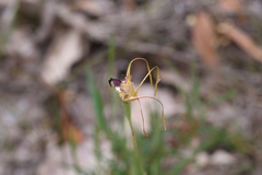 Caladenia attingens