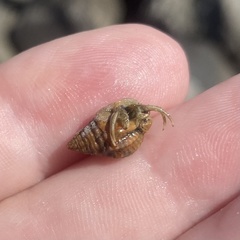 Clibanarius vittatus