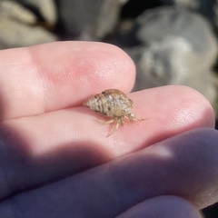 Clibanarius vittatus