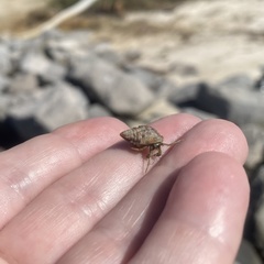 Clibanarius vittatus