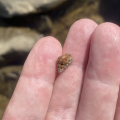 Clibanarius vittatus