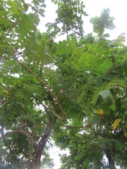 Comocladia