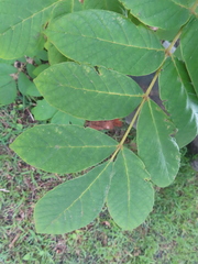 Comocladia