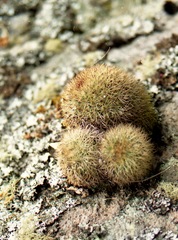 Mammillaria densispina
