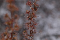 Drosera platypoda