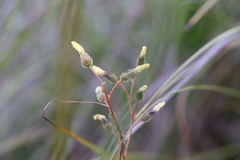Drosera sulphurea