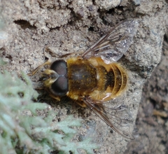 Eristalis croceimaculata