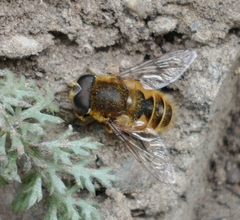 Eristalis croceimaculata