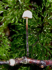 Marasmius gelatinosipes