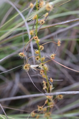 Drosera sulphurea