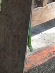 Anolis marmoratus