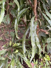 Lepidomicrosorium superficiale