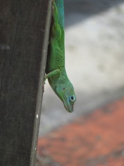 Anolis marmoratus