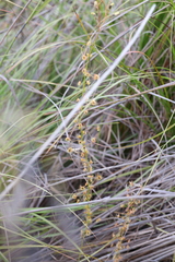 Drosera sulphurea