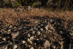 Mammillaria theresae