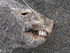 Arctocephalus australis