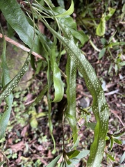 Lepidomicrosorium superficiale