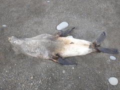 Arctocephalus australis