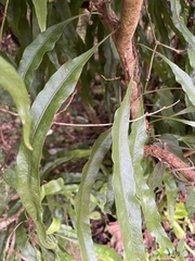 Lepidomicrosorium superficiale