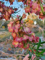 Dodonaea hackettiana