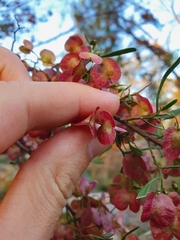 Dodonaea hackettiana