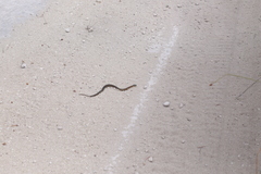 Elapognathus coronatus