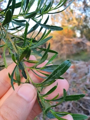 Dodonaea hackettiana