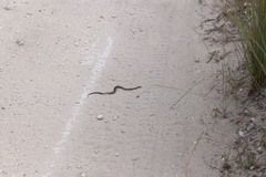 Elapognathus coronatus