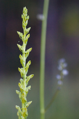 Platanthera sparsiflora