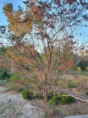 Dodonaea hackettiana