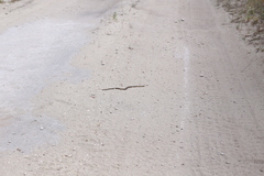 Elapognathus coronatus