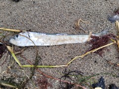 Clupea harengus membras