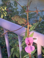 Impatiens glandulifera