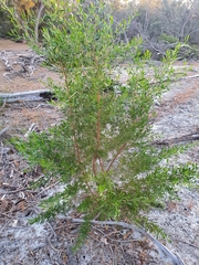 Dodonaea hackettiana